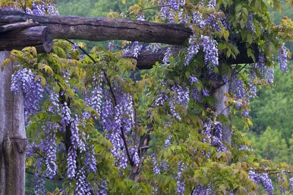 PA, Purple wisteria flowers on wooden trellis